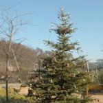 Weihnachtliche Stimmung im Thüringer Zoopark