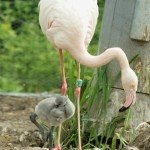 Flamingokücken im Thüringer Zoopark Erfurt