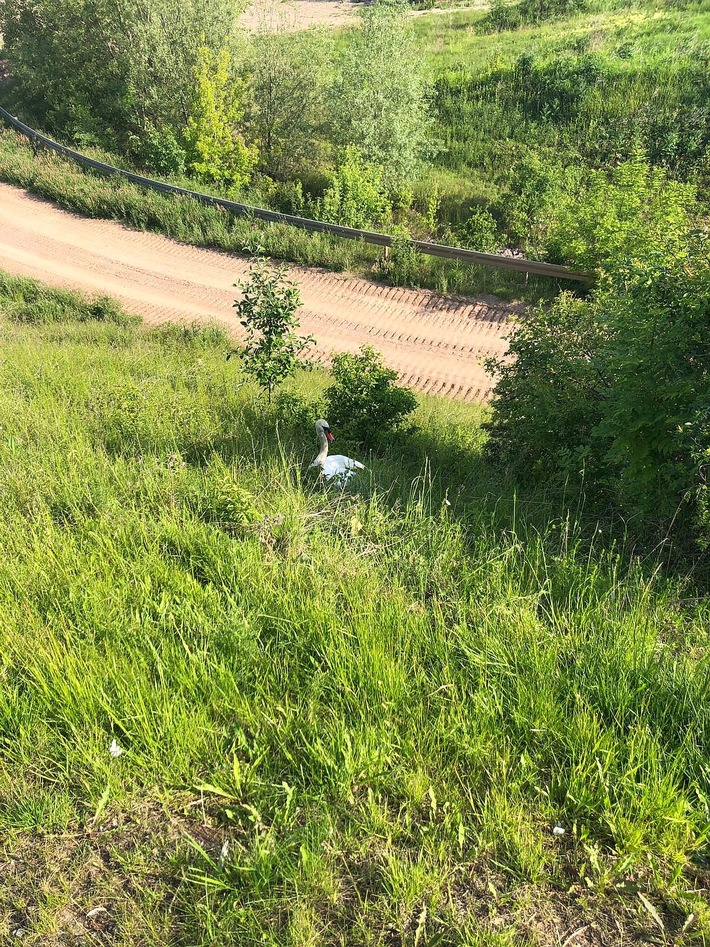 API-TH: Schwanenfamilie von Autobahn 71 gerettet