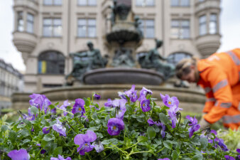 Garten und Friedhofsamt bringt den Frühling in die Stadt Puffbohne.de